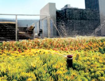 Green roof